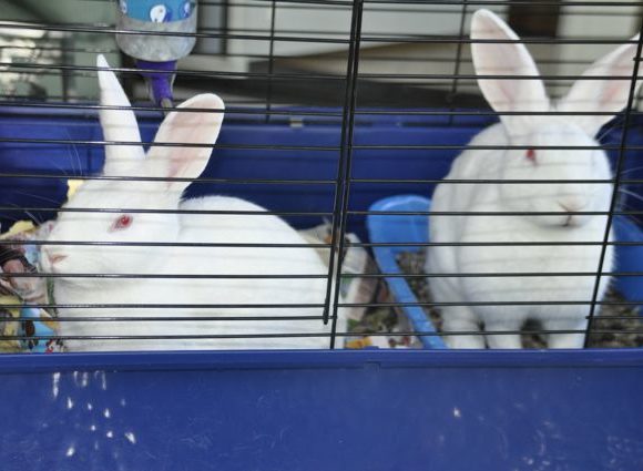 Photo of pair of bunnies